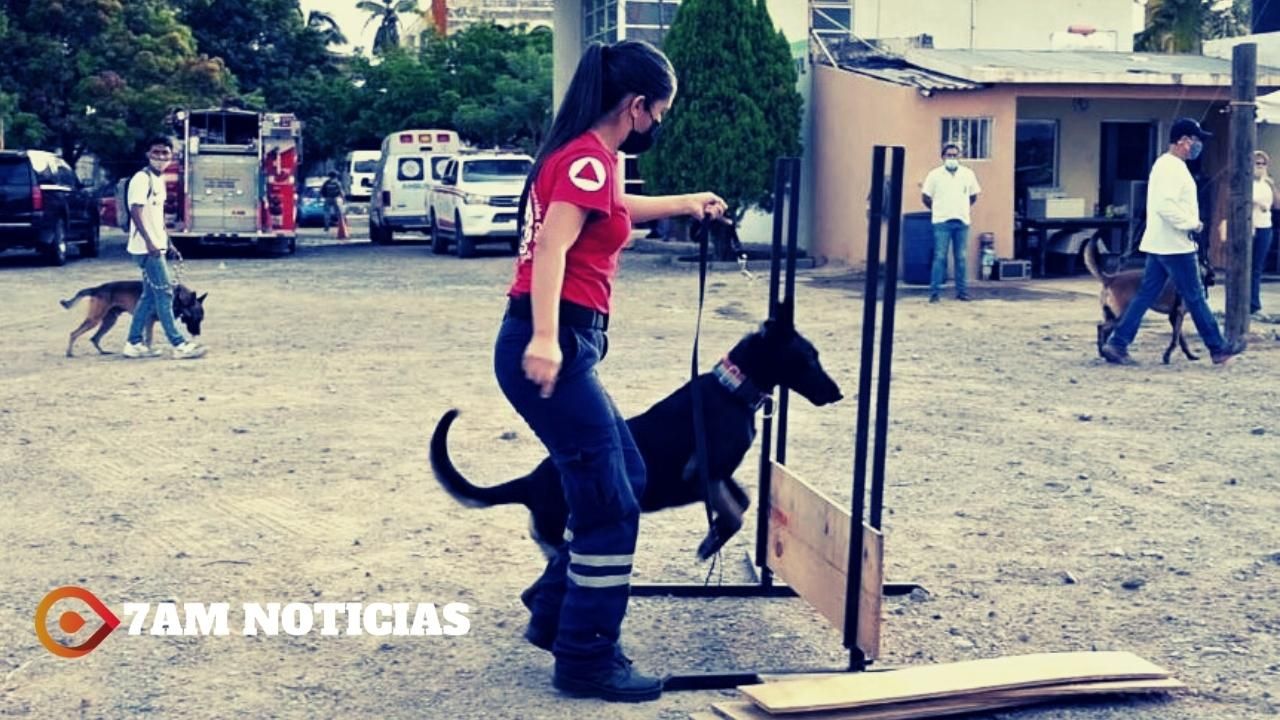 El Ayuntamiento de Manzanillo lleva un 70 por ciento de avance en adiestramiento canino para búsqueda y rescate