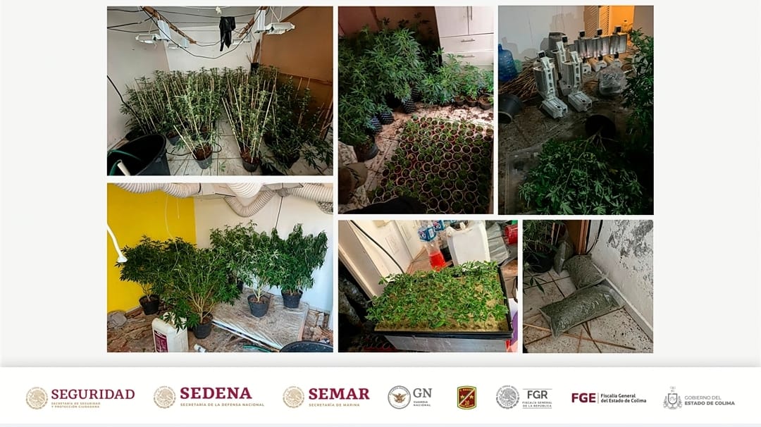 Corporaciones de seguridad aseguran más de 400 plantas de cannabis en un domicilio, en Villa de Álvarez