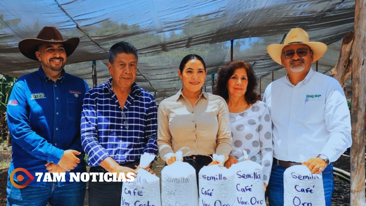 Gobierno de Colima impulsa la producción de café en el estado: Subseder