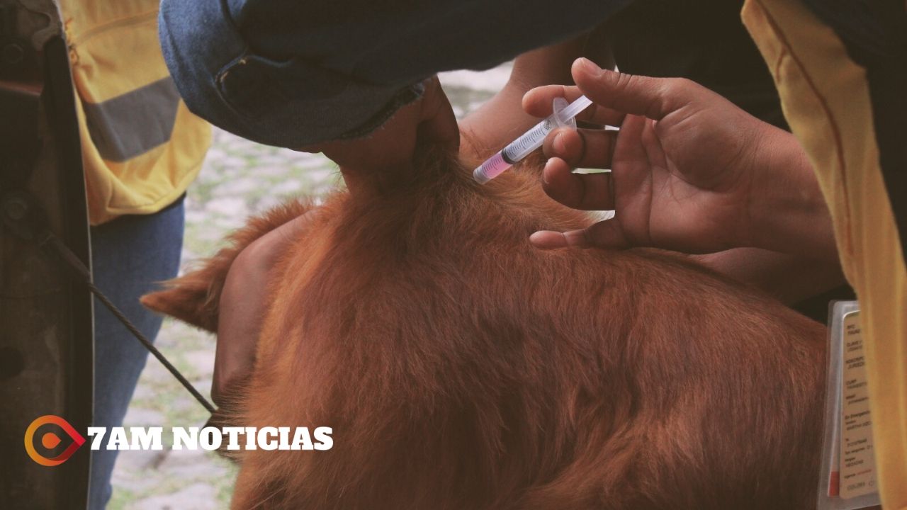 Salud Colima invita a llevar control de vacunación a perros y gatos