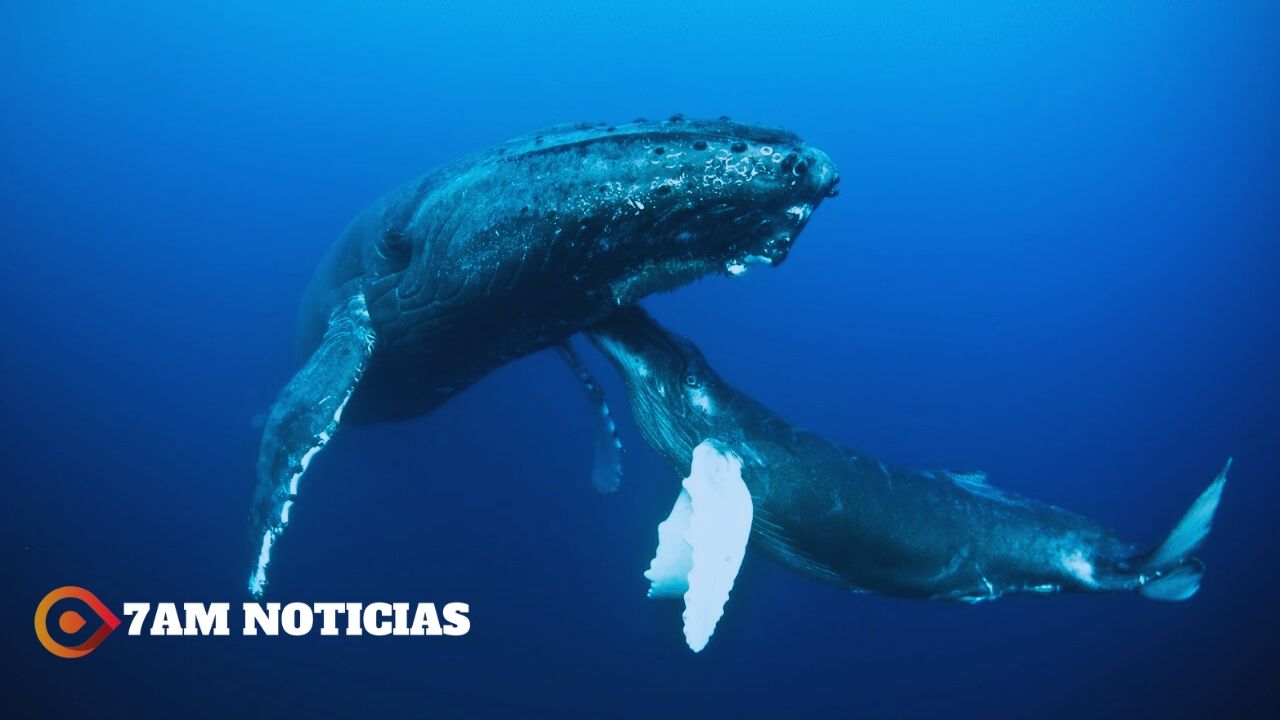 Imades invita a la exposición fotográfica sobre las Islas Revillagigedo, en La Campana