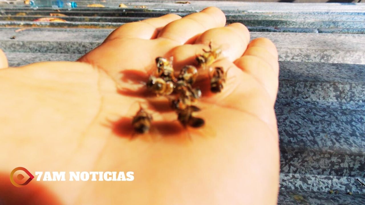 Subseder alerta que uso indiscriminado de agroquímicos mata a las abejas y destaca la importancia de esta especie