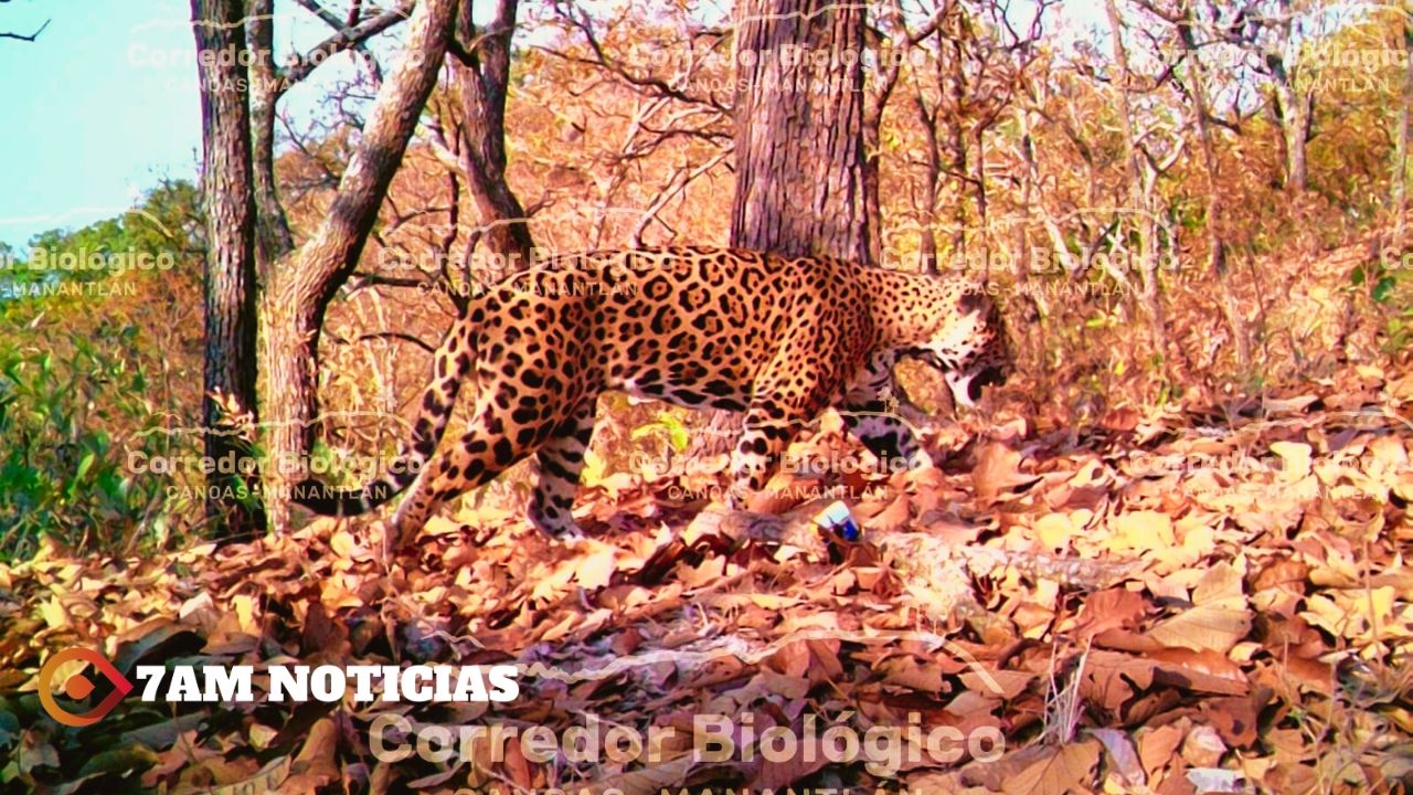 Captan a un jaguar en área protegida del Corredor Canoas-Manantlán