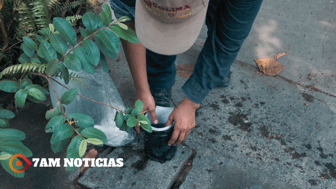 Operativos de Salud Colima han evitado nacimiento de más de 2 millones de moscos del dengue