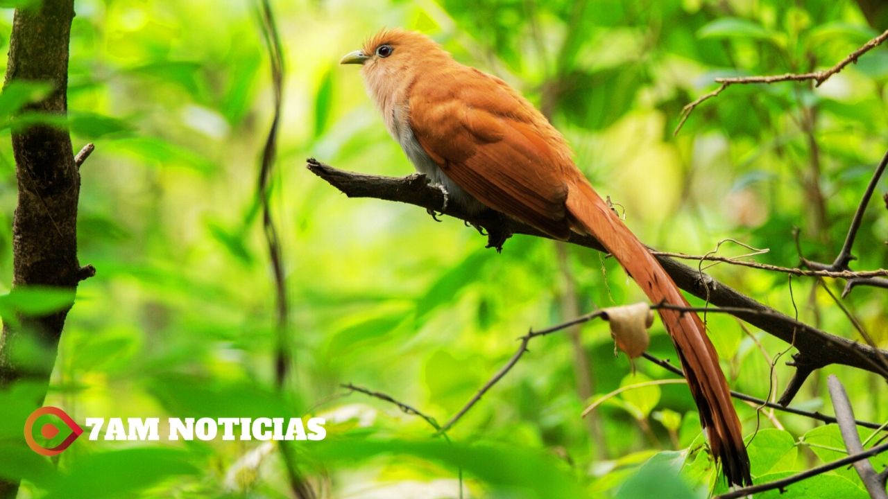 Subsectur Colima convoca a concurso de fotografía de aves