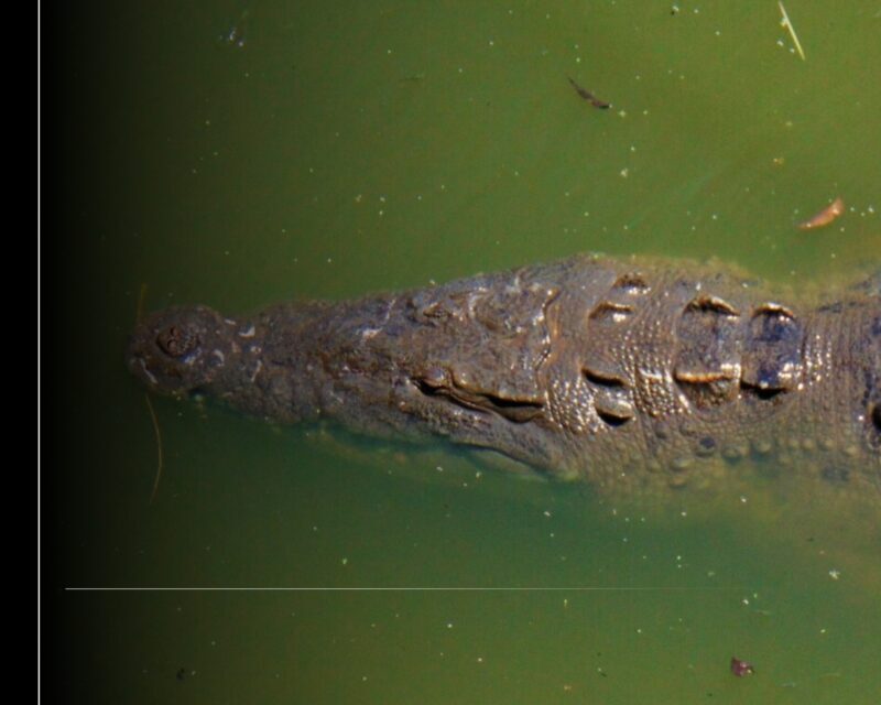 Colima suma esfuerzos por la biodiversidad en el Reto NaturaLista Urbano 2025