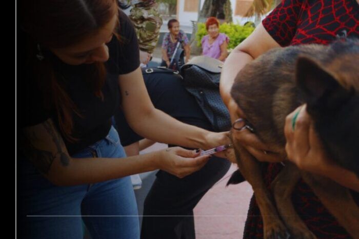 Secretaría de Salud: vacunación antirrábica es permanente y gratuita en el estado de Colima
