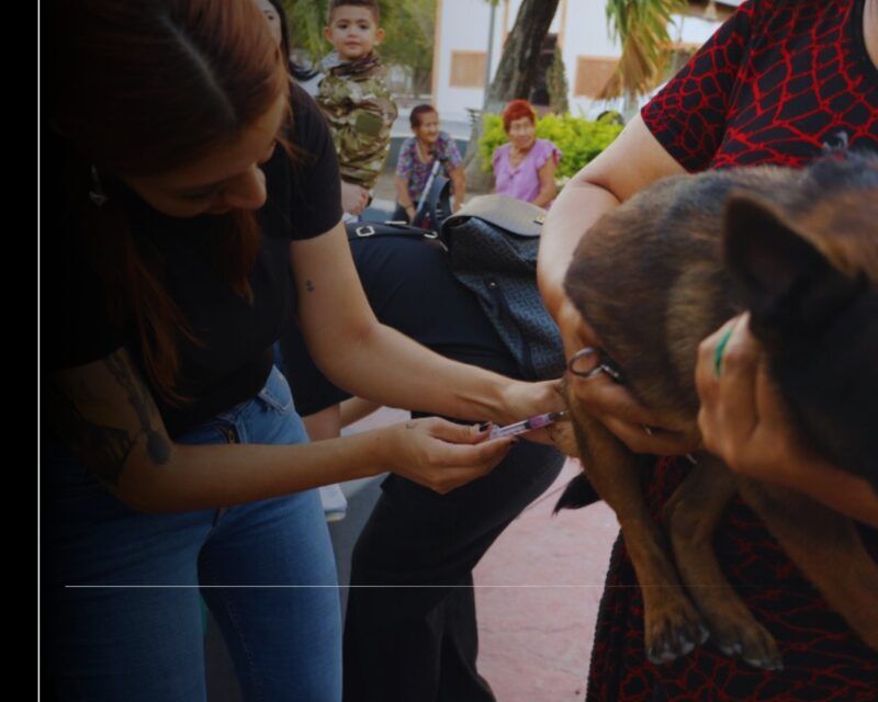 Secretaría de Salud: vacunación antirrábica es permanente y gratuita en el estado de Colima