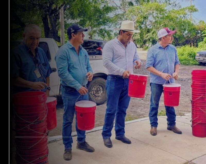 Gobierno del Estado de Colima coadyuva a control de plaga Picudo Negro del Cocotero