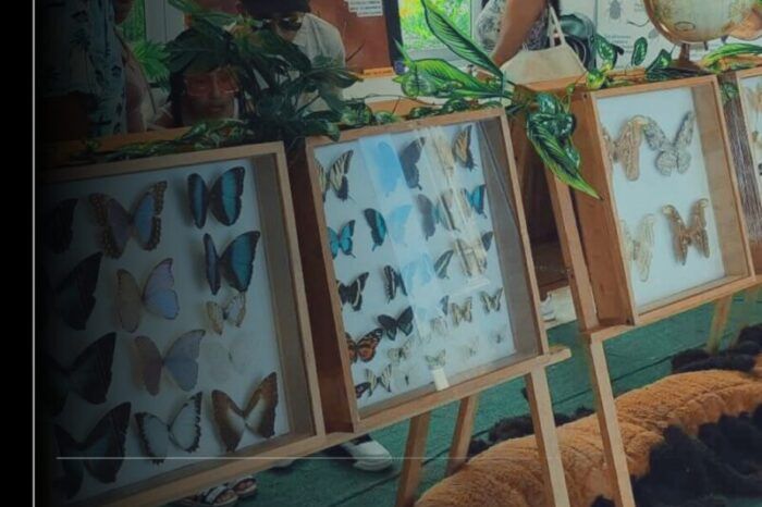 Imades invita al museo itinerante ‘Los insectos del mundo’ en La Campana