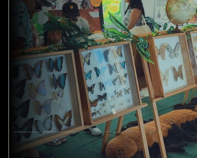 Imades invita al museo itinerante ‘Los insectos del mundo’ en La Campana