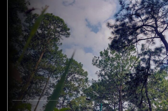 Imades invita a niñas y niños de Colima a participar en el Concurso Nacional de Dibujo Infantil 2025