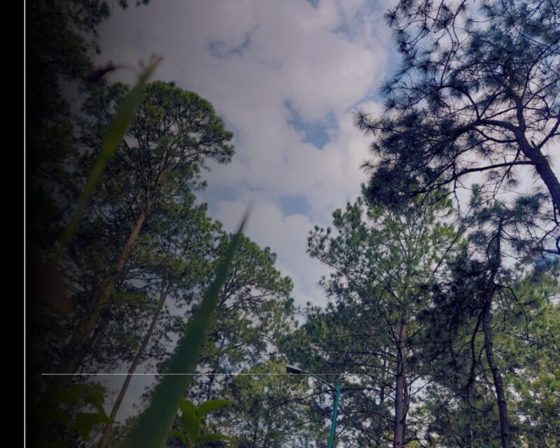 Imades invita a niñas y niños de Colima a participar en el Concurso Nacional de Dibujo Infantil 2025