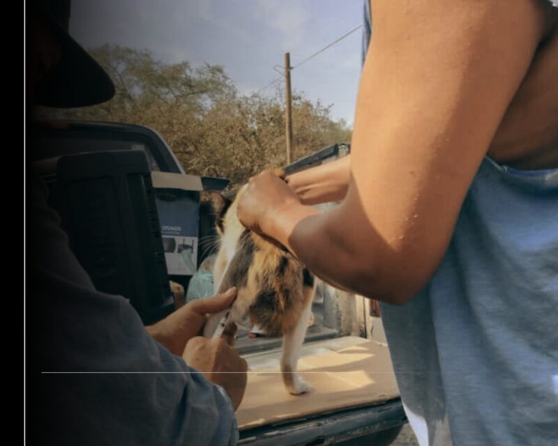 Salud Colima realizará Semana Nacional de Vacunación Gratuita Antirrábica Canina y Felina 2025