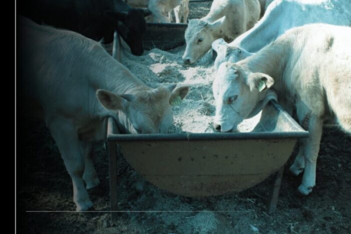 Subseder pide a productores pecuarios y propietarios de animales vacunarlos contra la rabia