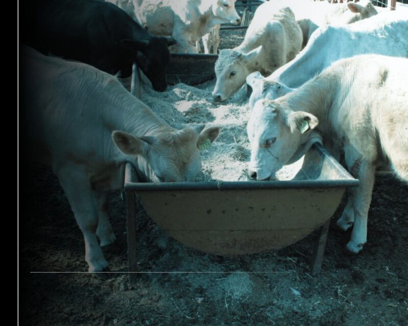 Subseder pide a productores pecuarios y propietarios de animales vacunarlos contra la rabia