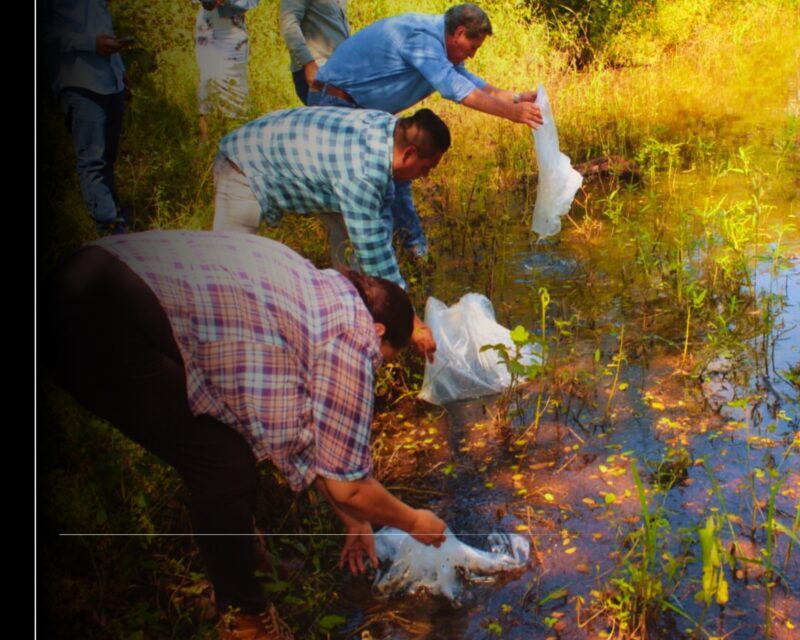 Gobierno del Estado de Colima entrega más de 100 mil alevines en comunidades de Comala