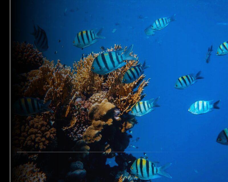 Gobierno del Estado de Colima y Secretaría de Marina preparan nuevo arrecife artificial en Manzanillo