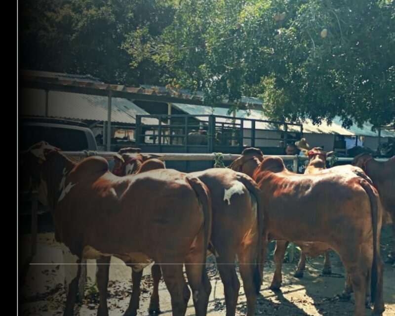 Subseder y organismos auxiliares supervisan ingreso de ganado a la expo de la Feria de Colima