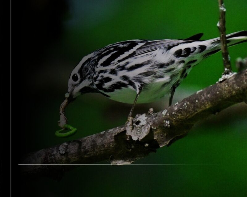 Subsectur Colima ofrece actividades gratuitas este fin de semana en el Parque Regional y La Campana
