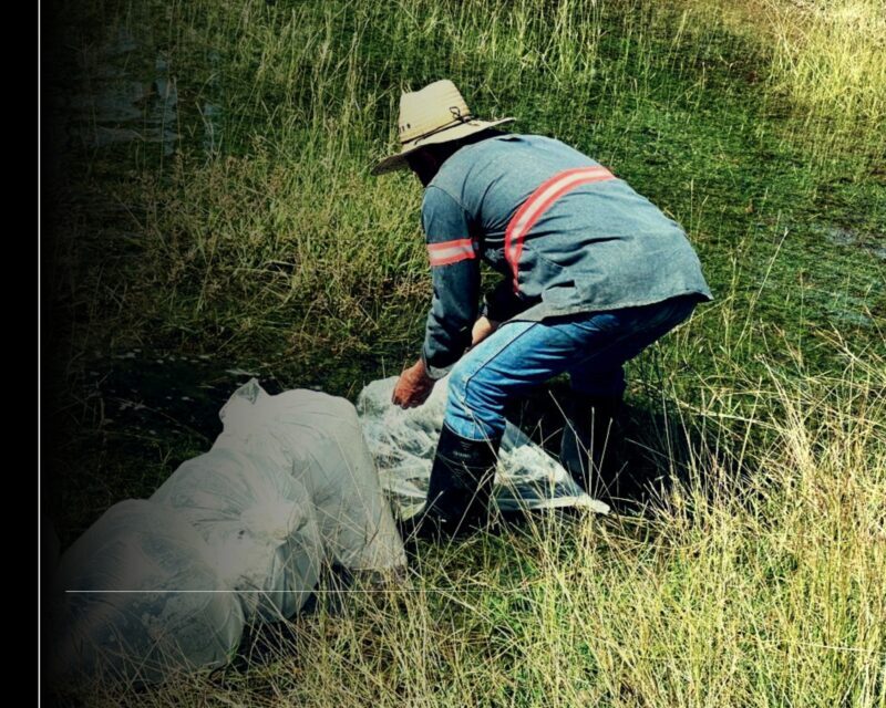 Subseder entrega 50 mil crías de tilapia a productores colimenses