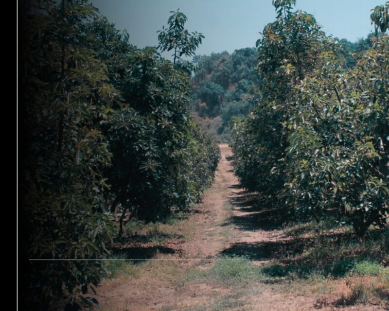 Zona aguacatera de Comala Colima es declarada espacio libre de plagas: Subseder