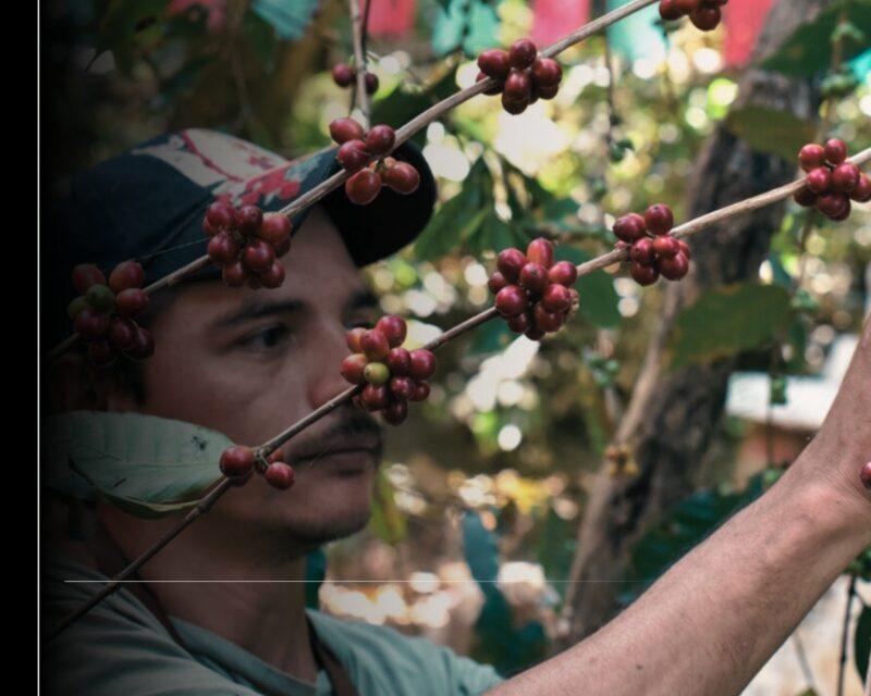 Este fin de semana se realizará el 'Festival del Café' en Canoas, en Manzanillo