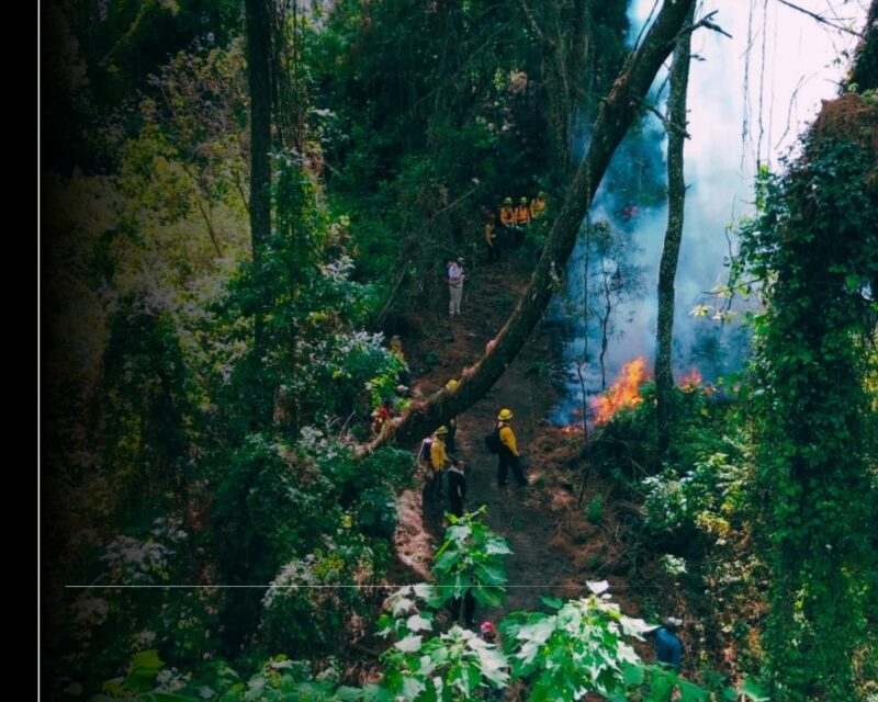 Imades Colima pide prevenir incendios forestales en estiaje; 90% son provocados por actividad humana