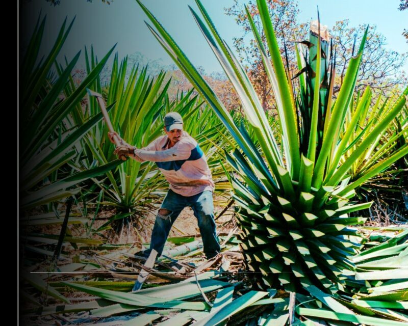 Festival del Agave el 16 y 17 de mayo proyectará la riqueza cultural de la zona alta de Manzanillo
