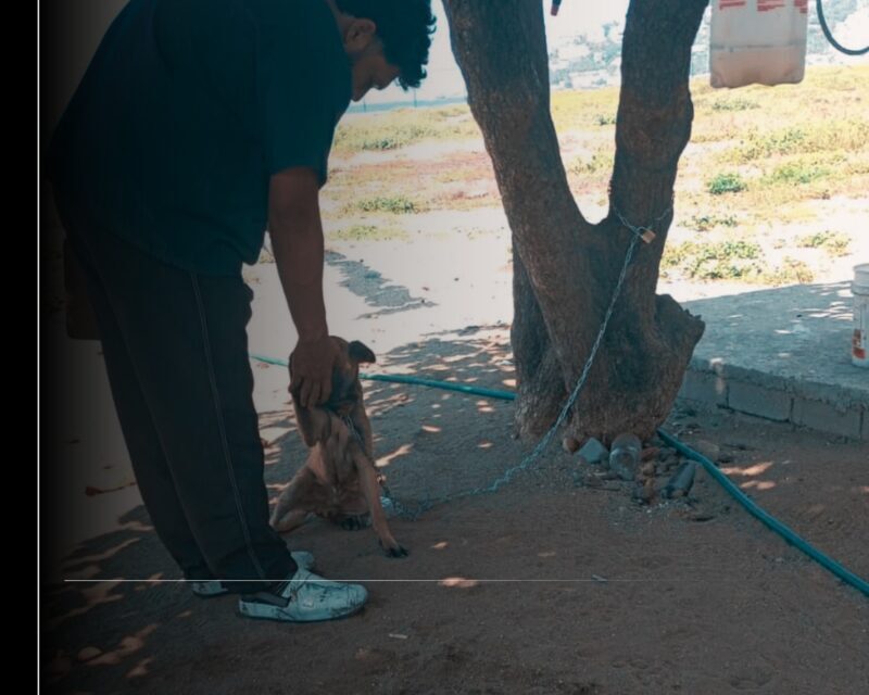 Bienestar Animal Manzanillo suma más de 400 verificaciones gracias a reportes ciudadanos