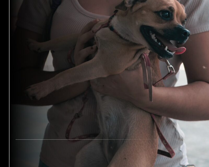Ayuntamiento de Manzanillo acerca esterilizaciones gratuitas a La Floreña
