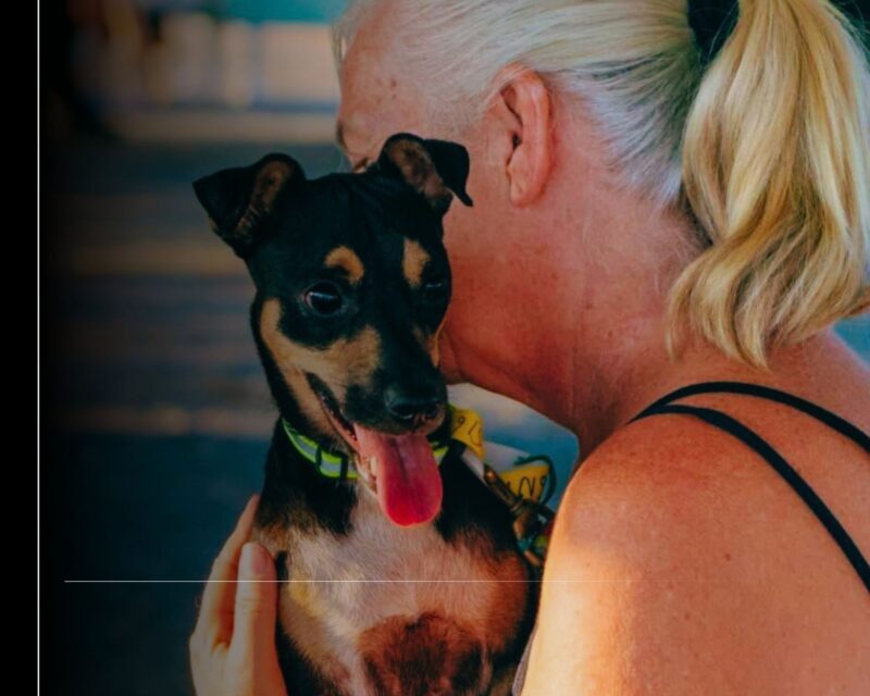 Ayuntamiento de Manzanillo, refugios y asociaciones logran que 58 perros encuentren familia en Estados Unidos